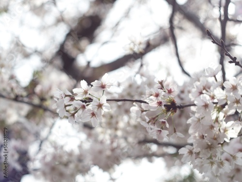 Fototapeta Naklejka Na Ścianę i Meble -  日本の川近くに咲いている桜