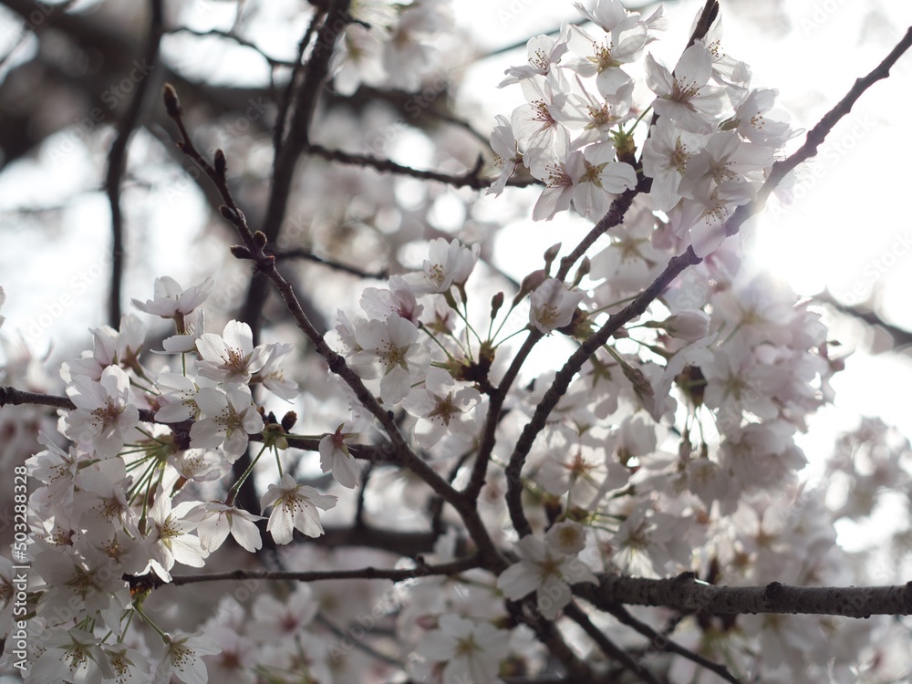 日本の川近くに咲いている桜