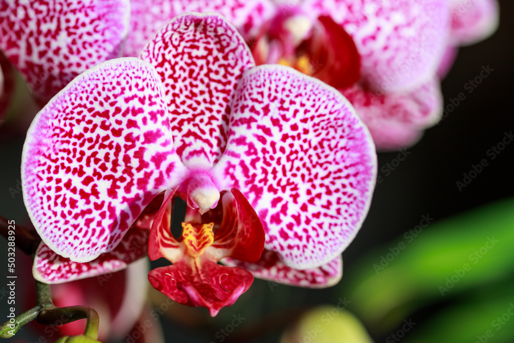Lilac pink spotted orchid flower closeup. Lilac pink spotted orchid flower closeup.