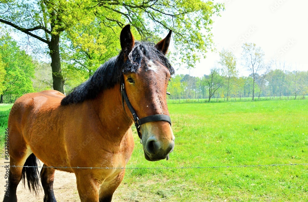Obraz premium Pferd auf der Weide