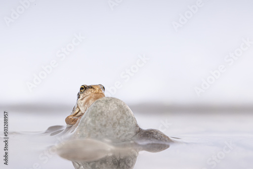Young brown frog climbs on a small pebble, rana temporaria