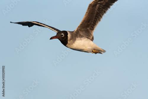 Isolated white gull, Ichthyaetus leucophthalmus, a water bird of the Laridae gull family, found in the Red Sea and the Gulf of Aden. Animals in Egypt. An isolated bird in flight. photo