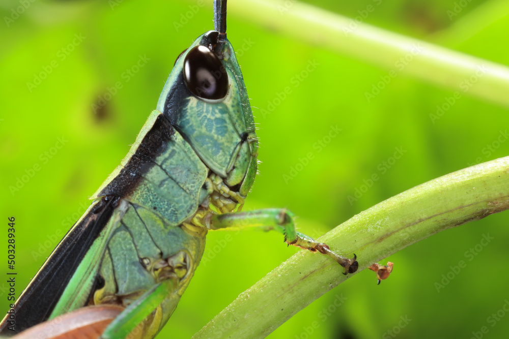 Fototapeta premium grasshopper on a leaf