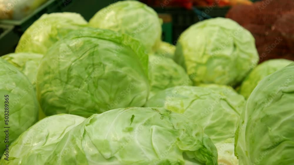 Close-up of a many fresh cabbages in the market and a male hand takes one Close-up of a many fresh cabbages in the market and a male hand takes one