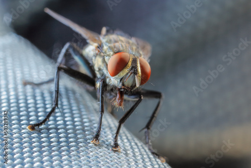 close up of a fly © sippakorn