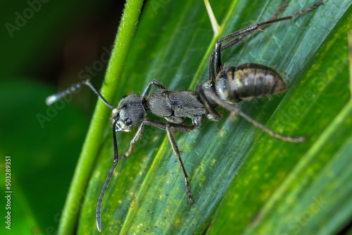 Black ant on leaf © sippakorn