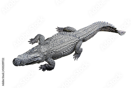 Crocodile isolated on white background with clipping path