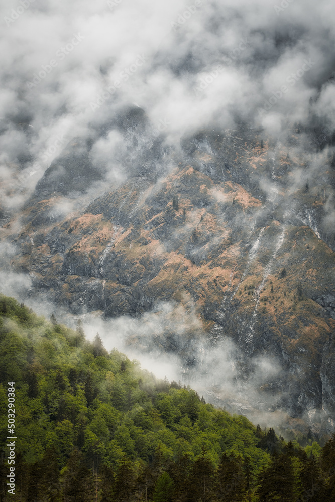 One last tree - dramatic fog over forest and dark mood in the mountains - Königssee Alps