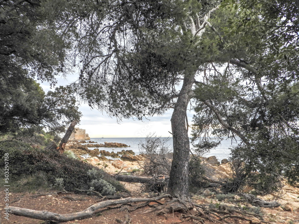 Paysage de crique et de sous bois de pins sur les îles de Lérins dans la baie de Cannes sur la Côte d'Azur