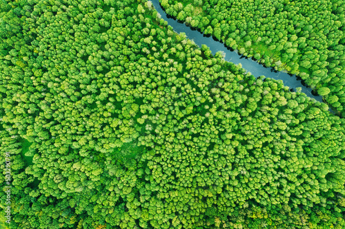 green forest greenery vegetaion and river, flat view aerial. Green forest And River Landscape In Top View Beautiful Nature Summer Season. © Grigory Bruev