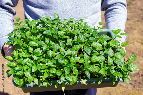 A box with seedlings of pepper in the hands of a man. Pepper seedlings.