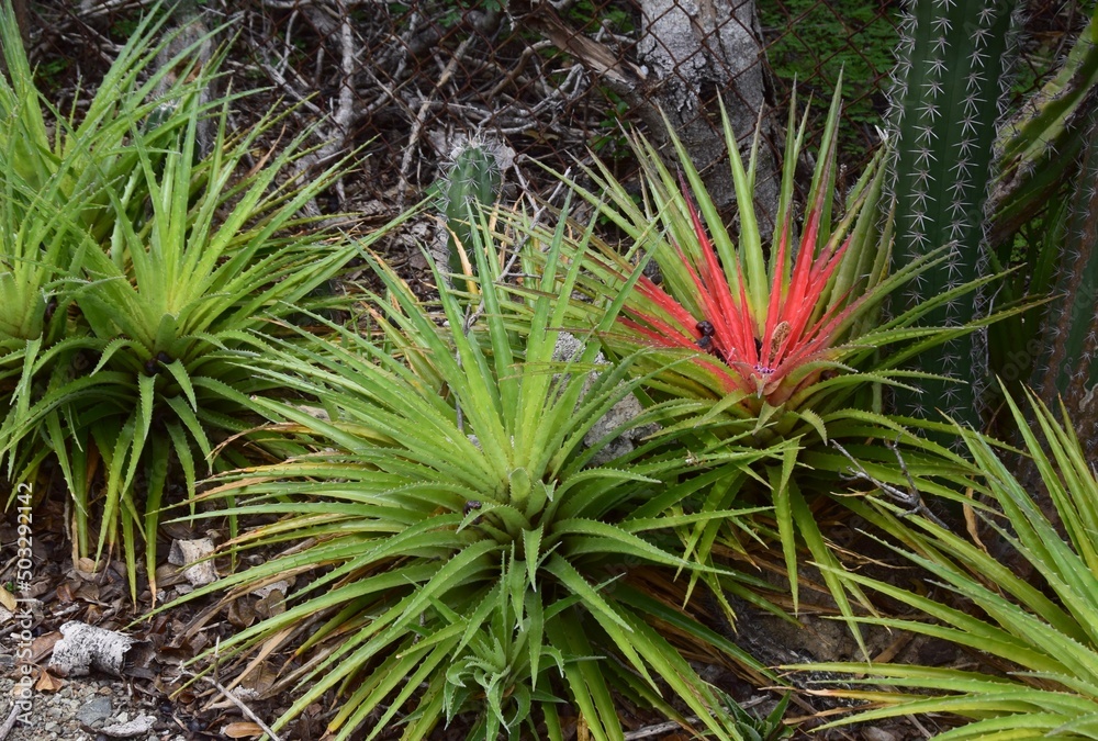 Lush green tropical plants in a garden setting, Fascicularia pitcairnifolia bicolor red and green Lush green tropical plants in a garden setting, Fascicularia pitcairnifolia bicolor red and green