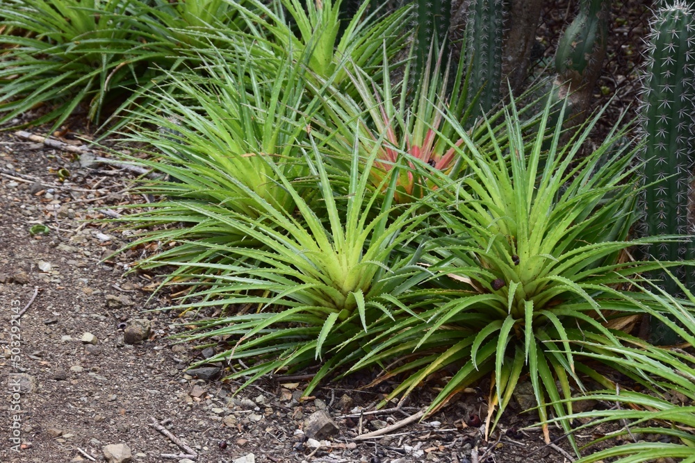 Lush green tropical plants in a garden setting, Fascicularia pitcairnifolia Lush green tropical plants in a garden setting, Fascicularia pitcairnifolia
