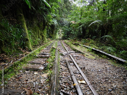 Schienen im Regenwald