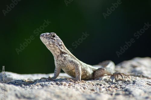 a little lizard reptile that in the Cayman Islands is called a curly tail Fototapet
