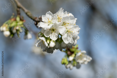 Kirschblüte weiß