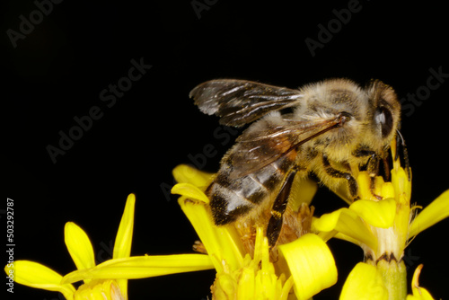 Honeybee on flower auf Senecio fuchsii photo