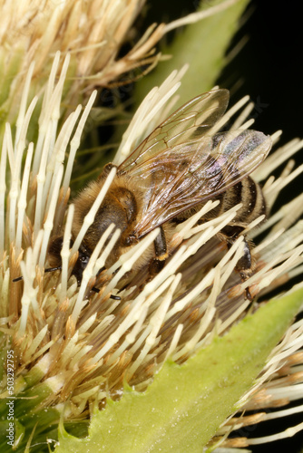 Honigbiene auf der Bluete der Kohldistel (Cirsium oleraceum L.), Thueringen, Deutschland, Europa  --
Honeybee on the flower of cabbage thistle (Cirsium oleraceum L.),  Thueringia, Germany, Europe photo