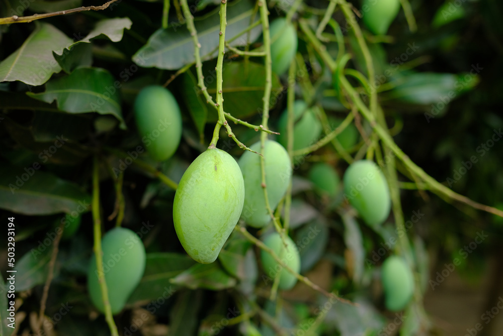 Fresh green mango in a garden Fresh green mango in a garden