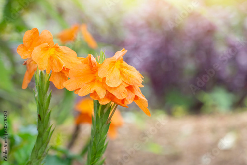 Crossandra infundibuliformis or Firecracker Flower bloom with sunlight in the garden on blur nature background. photo