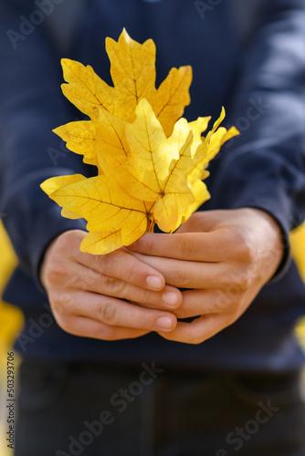 the hands of a teenage boy with yellow maple leaves posing in a city park  a bright sunny autumn day