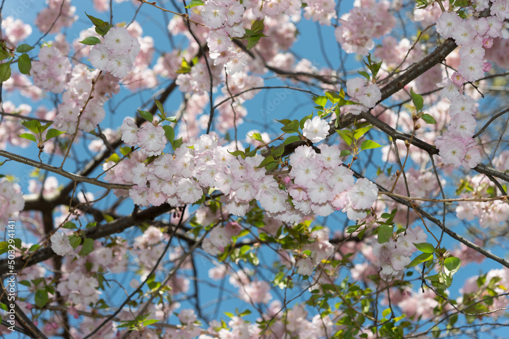 springtime blossoms on a blue sky springtime blossoms on a blue sky