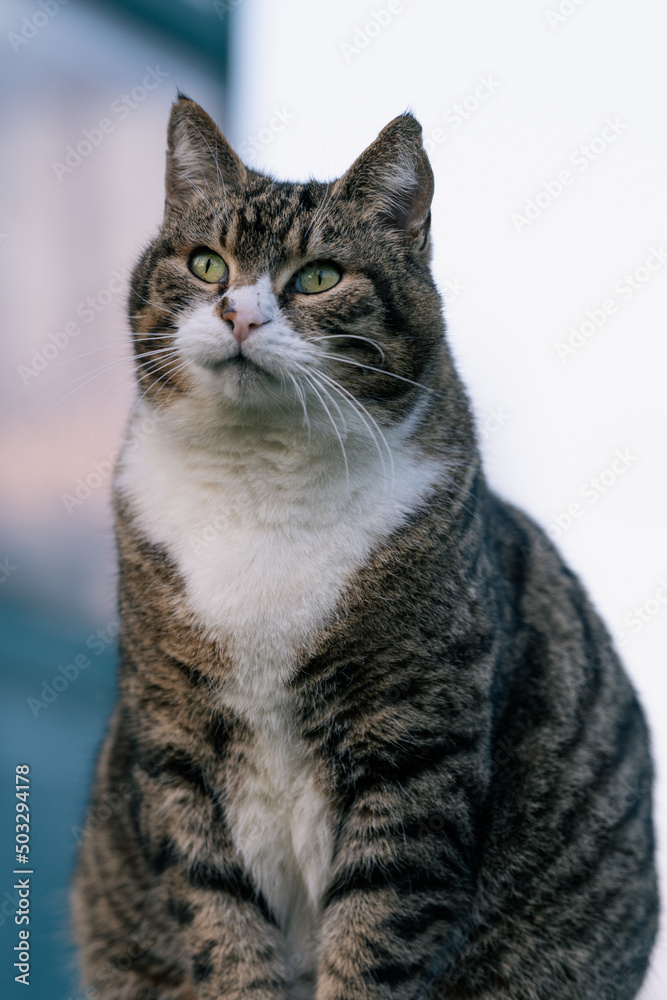 Getigerte Katze verwirrt Getigerte Katze verwirrt
