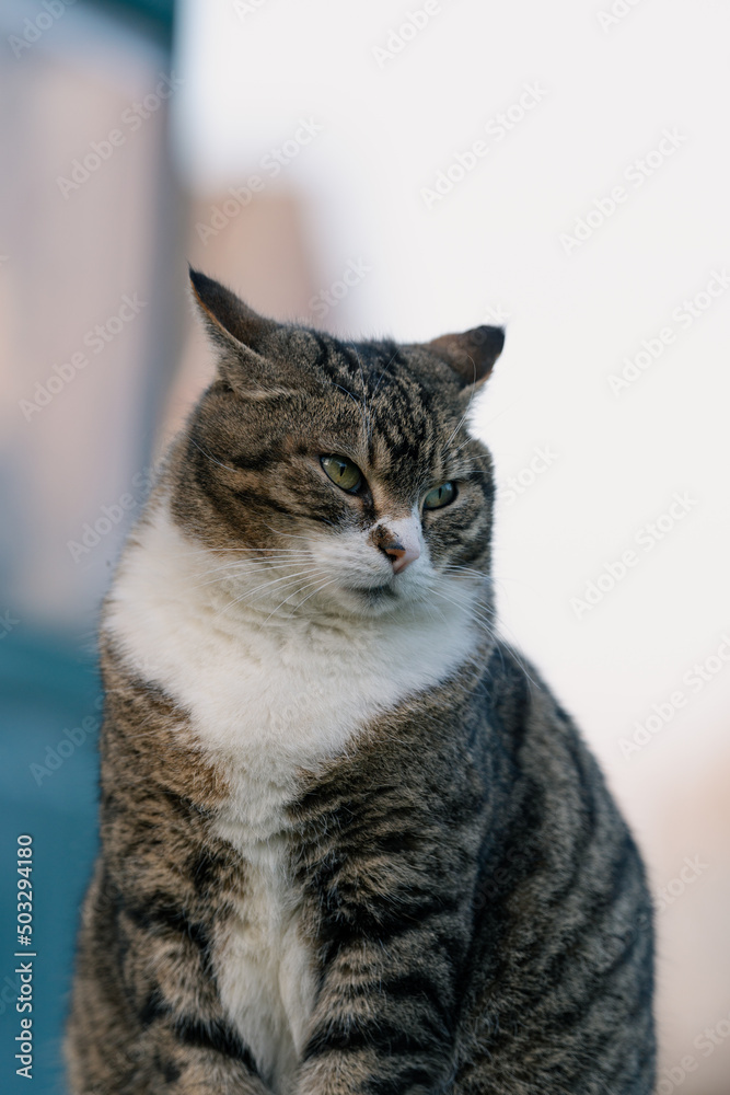 Getigerte Katze - niedliche Ohren Getigerte Katze - niedliche Ohren