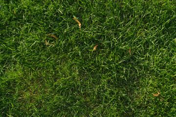 Top down shot of green lawn with fallen autumn leaves