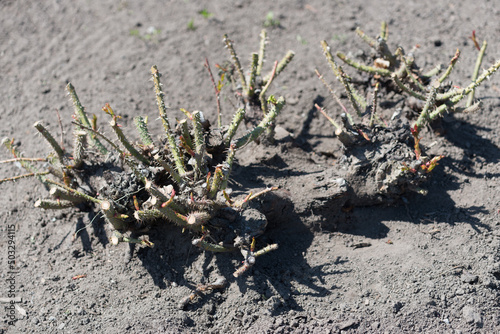 plant in the ground - old rose bushes with new shoots