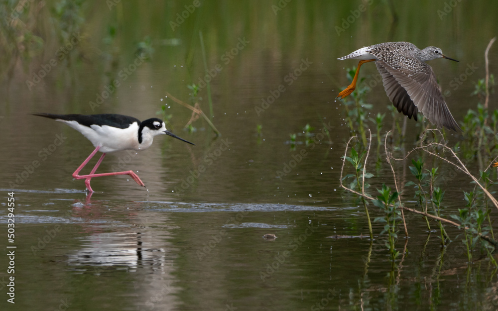 Fototapeta premium Black-necked Stilt mingling with Willets in a wetlands area
