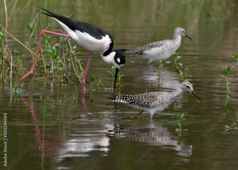 Fototapeta premium Black-necked Stilt mingling with Willets in a wetlands area