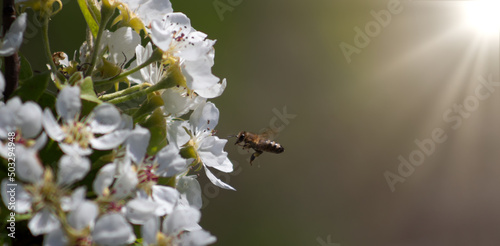 a bee or a wasp flies near a flower tree. Insect pollinates cherry and apple flowers © malshak_off