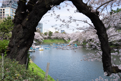 blossom tree