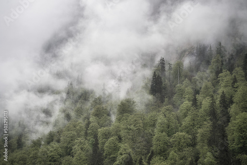 Dramatic fog over forest and dark mood in the mountains - Obersee Königssee Alps © Hanjin