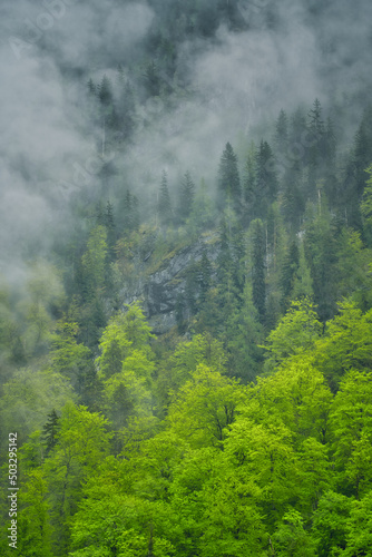 Dramatic fog over intensive green forest and dark mood in the mountains - Obersee K  nigssee Alps