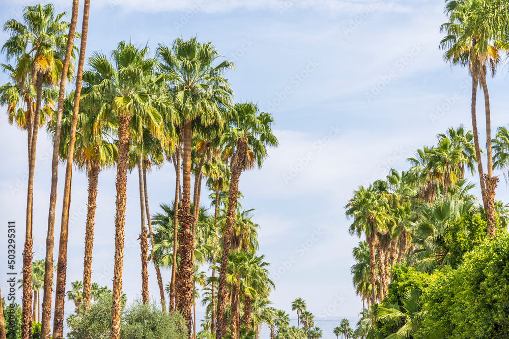 Obraz premium Beautiful green palm trees in front of a blue sky