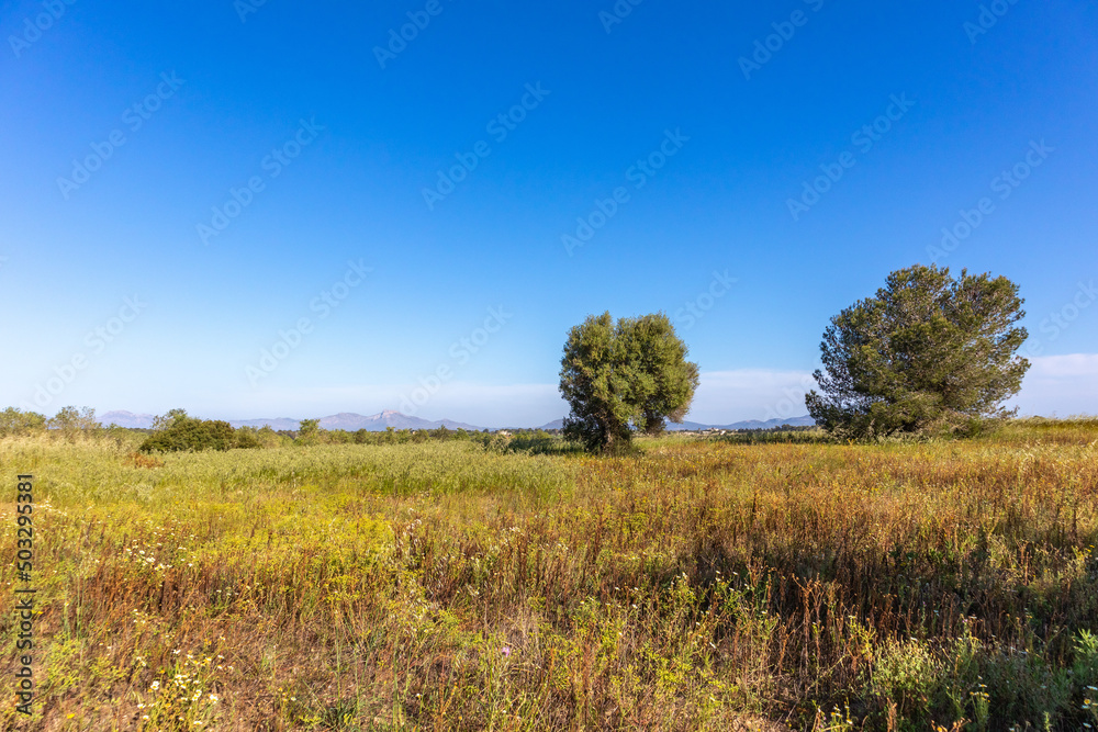 Wiese im Frühling auf Mallorca / Majorca Wiese im Frühling auf Mallorca / Majorca