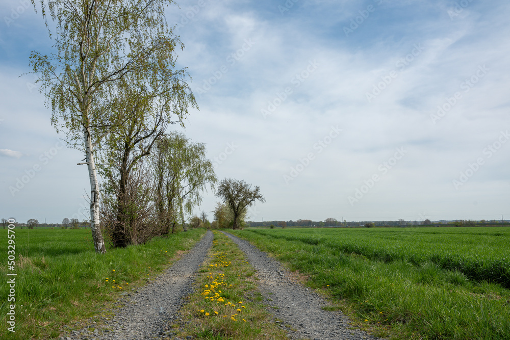 Weg, Wiese Weg, Wiese