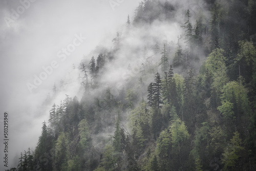 Fototapeta Naklejka Na Ścianę i Meble -  Dramatic fog over forest and dark mood in the mountains - Obersee Königssee Alps