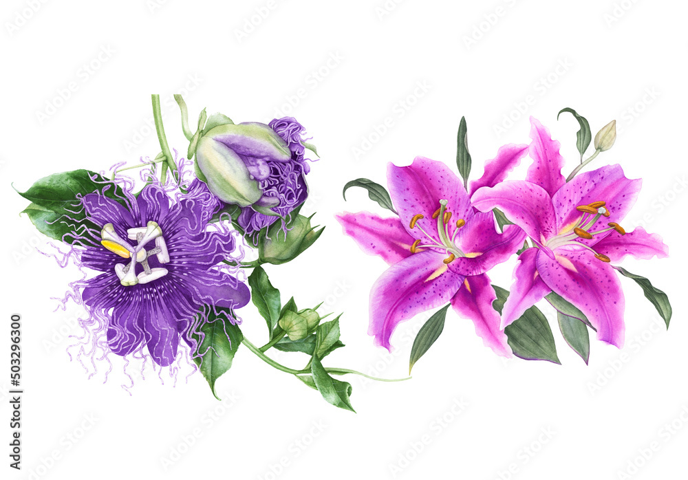 Watercolor flowers, pink lilies, 
violet passiflora isolated on white background.