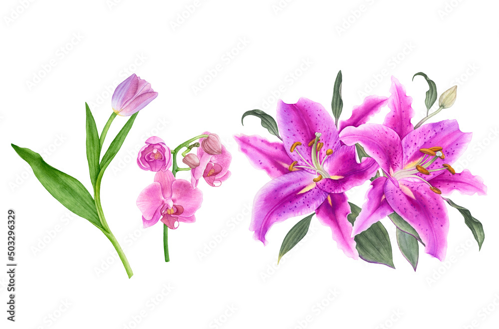Watercolor exotic flowers, pink tulip, orchids, liles isolated on white background.