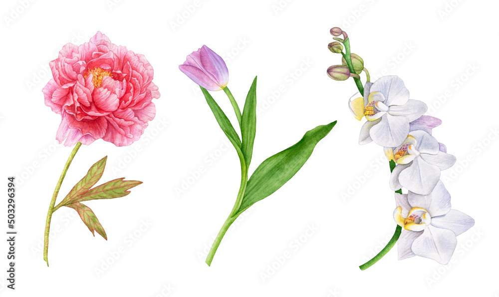 Obraz premium Watercolor flowers, pink peony, tulip, white orchids isolated on white background.