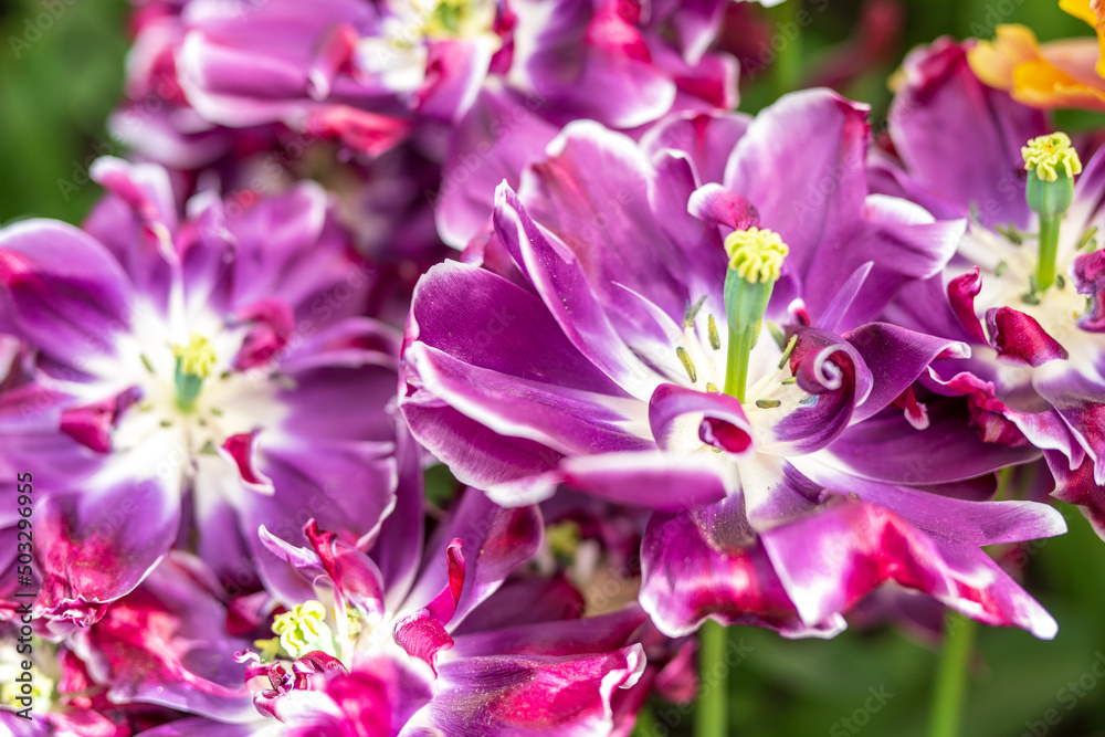Tulipany w ogrodzie. Piękne i niespotykane często odmiany tulipanów. Tulipany w ogrodzie. Piękne i niespotykane często odmiany tulipanów.