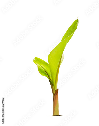 Green little banana tree isolate on a white background with clipping path.