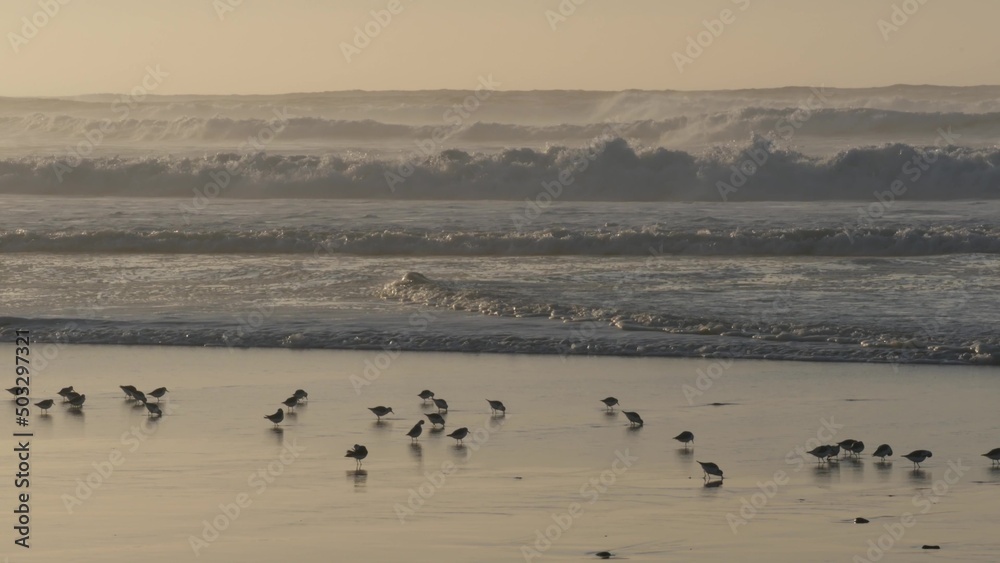 Ocean waves, many quick sandpiper birds, small sand piper plover shorebirds flock, Monterey beach wildlife, California coast sunset, USA. Sea water tide, littoral sand. Tiny fast young baby avian run.