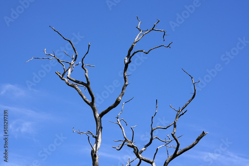 Die   ste eines toten Baum ragen einsam in den blauen Himmel
