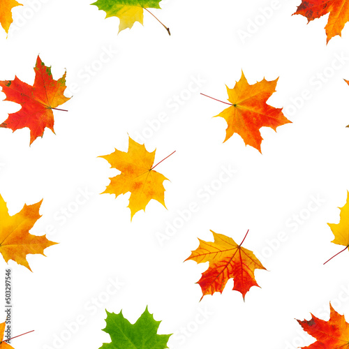 autumn maple leaf isolated on white background  SEAMLESS  PATTERN
