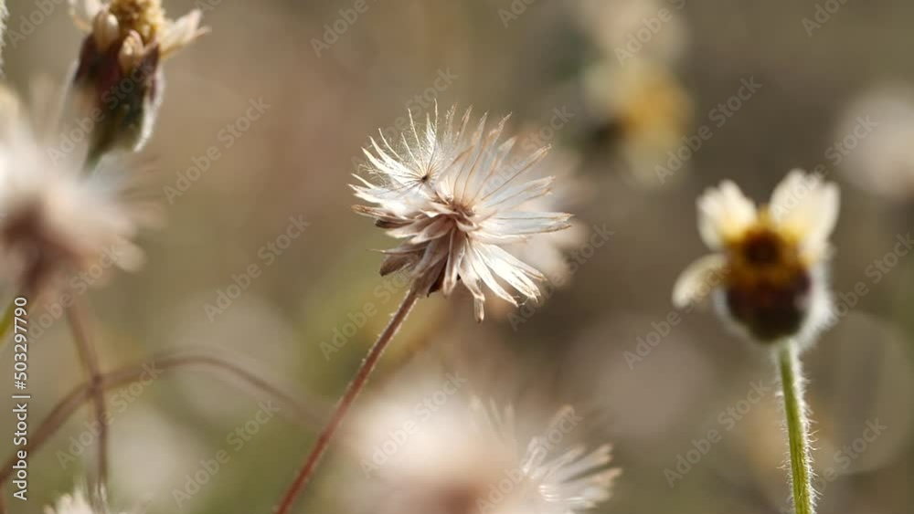 Close-up spring grass flowers in meadow field. Wind blowing beautiful wild grass flowers in summer morning nature background. Concept of spring, autumn, flower, meadow, landscape, grass field, garden Close-up spring grass flowers in meadow field. Wind blowing beautiful wild grass flowers in summer morning nature background. Concept of spring, autumn, flower, meadow, landscape, grass field, garden