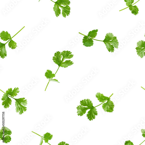 Coriander leaf isolated on white background, SEAMLESS, PATTERN